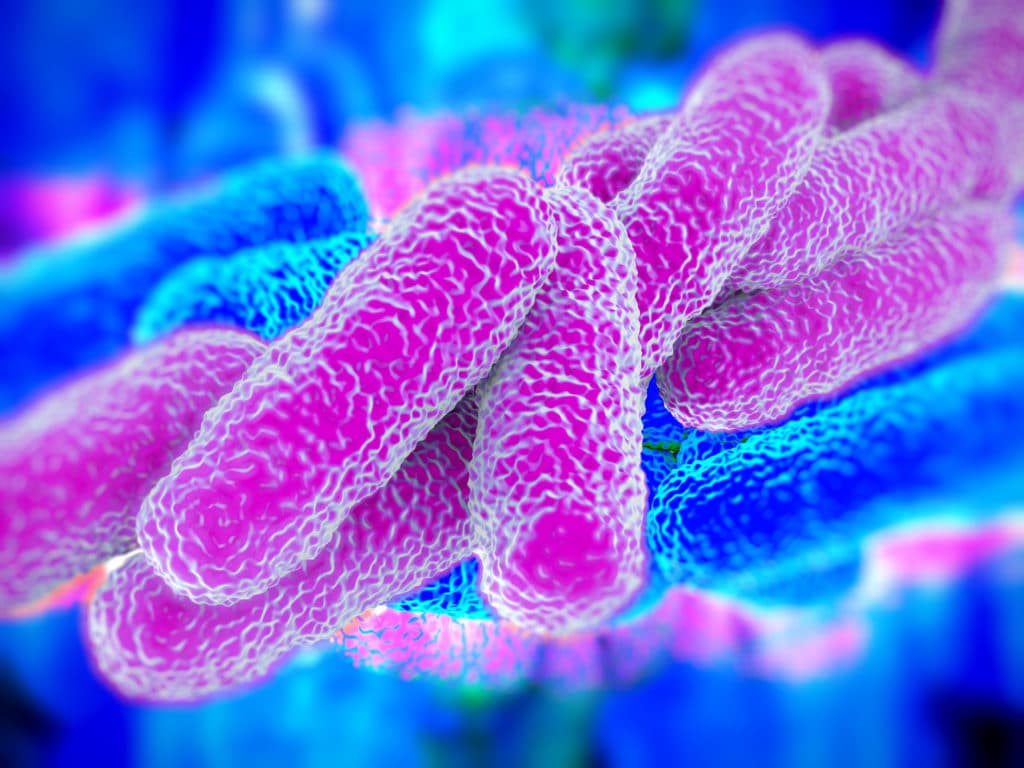 Legionella bacteria